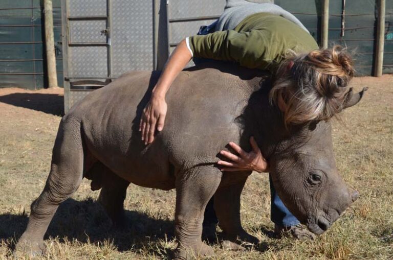 Wildlife Volunteering in South Africa